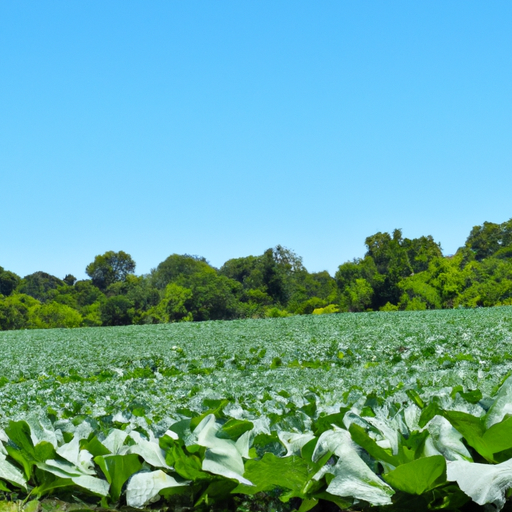 A lush green field of organic crops with a bright blue sky in the background.