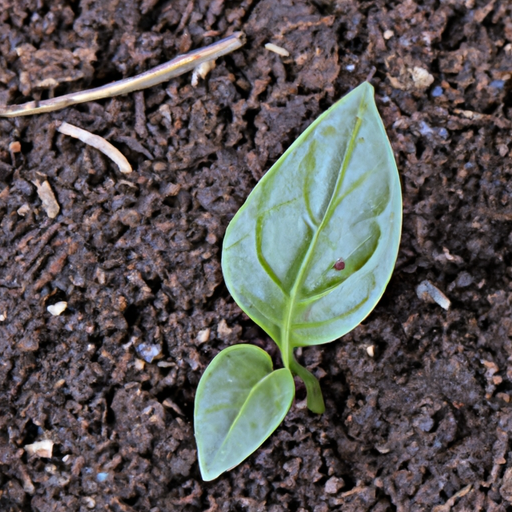 A single green leaf sprouting from a garden bed of soil.
